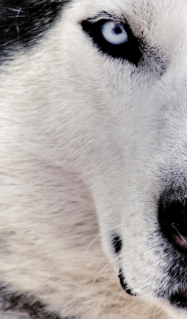 Сибирский хаски крупным планом