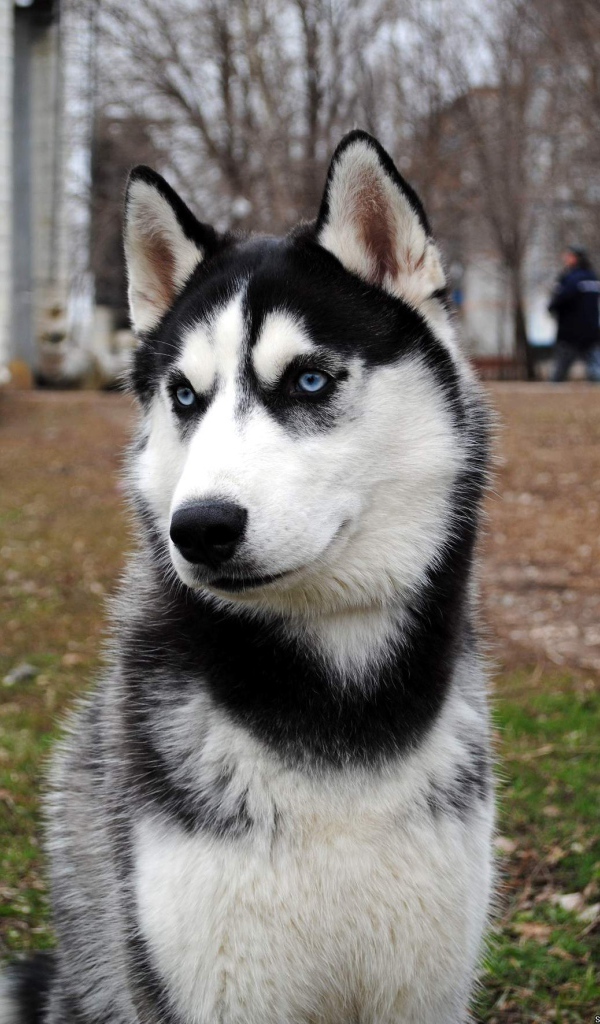 Сибирский хаски во дворе