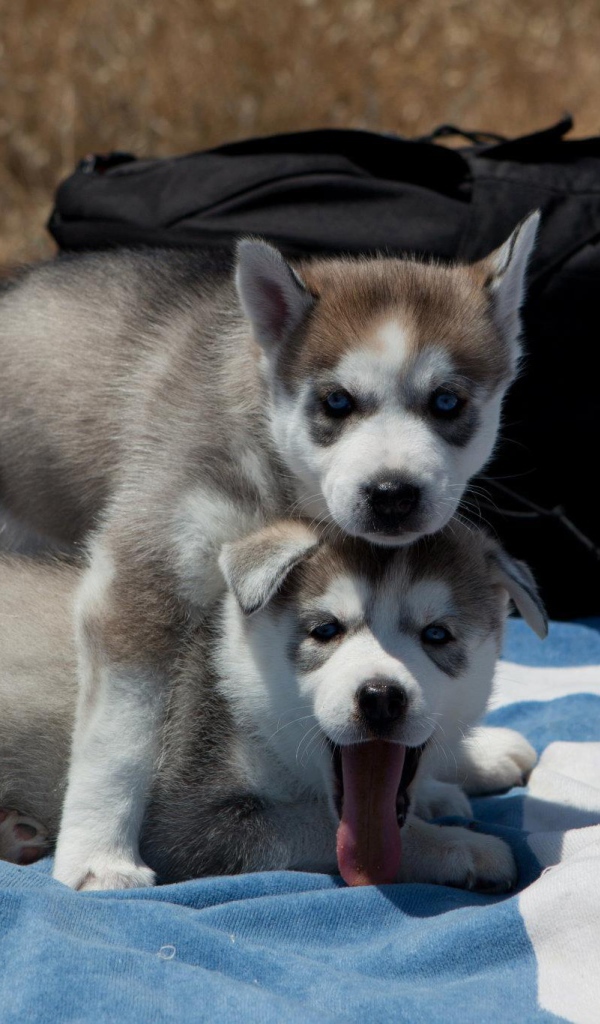 Сибирский хаски защищает свою сестру