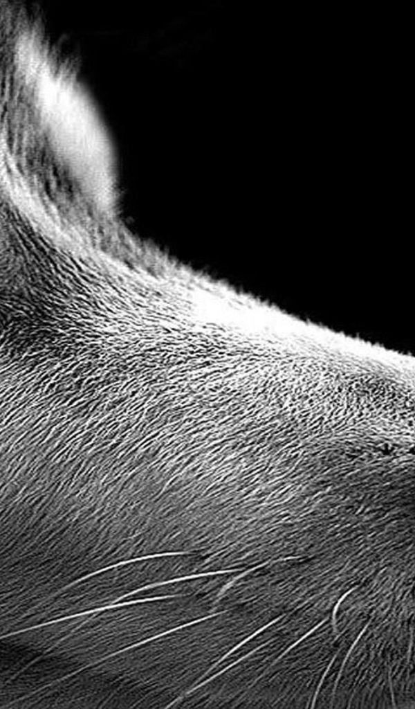 Сибирский хаски на черном фоне