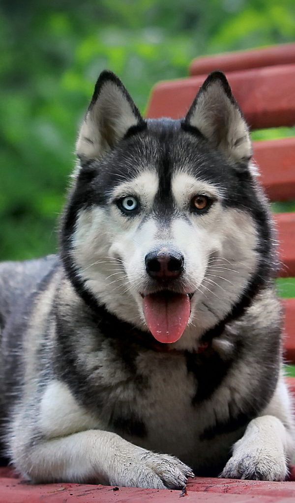 Сибирский хаски на скамейке
