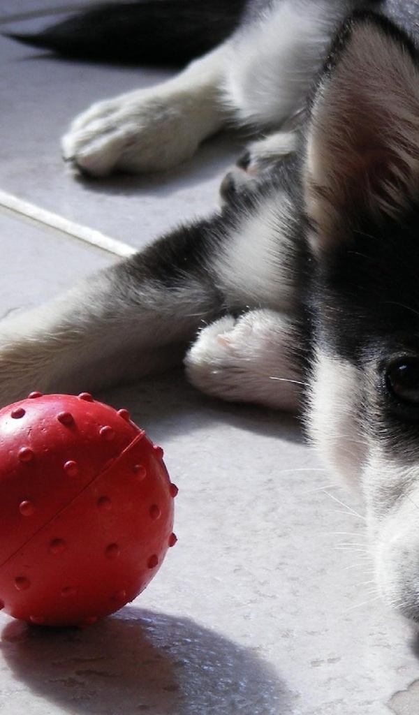 Сибирский хаски с красным мячом