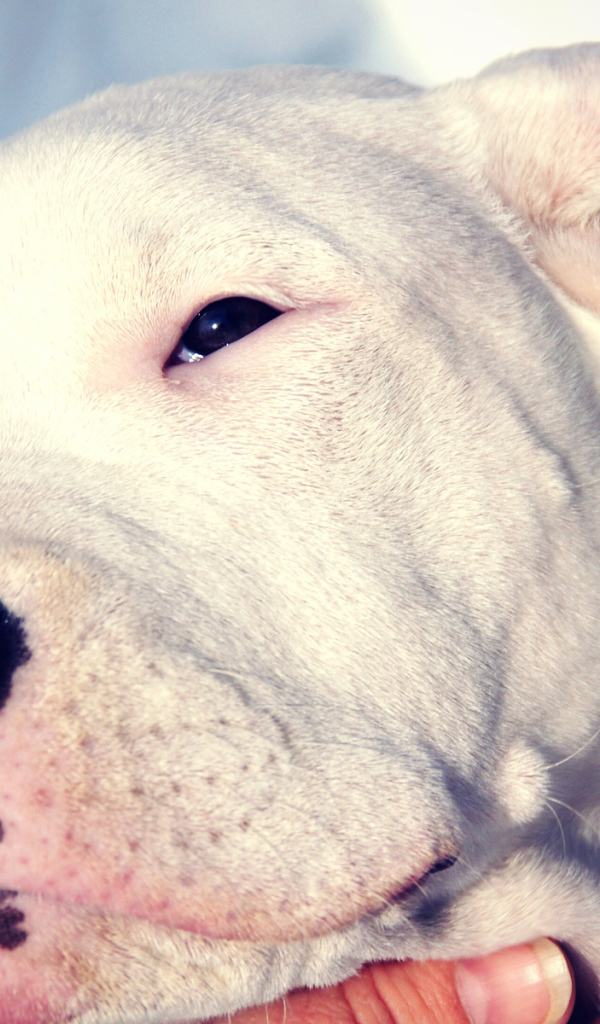 Сонный аргентинский дог