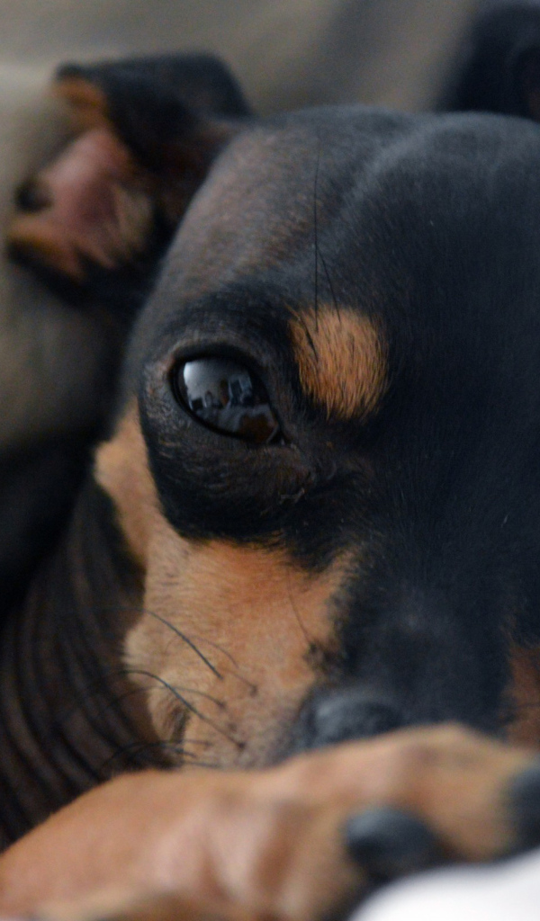 Сонный Карликовый пинчер в постели