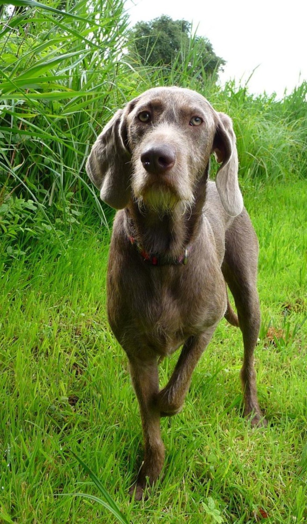 Словацкий Пойнтер в поле
