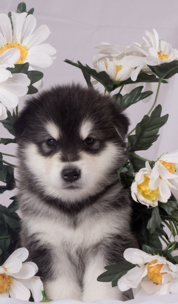 Маленький аляскинский маламут в цветах