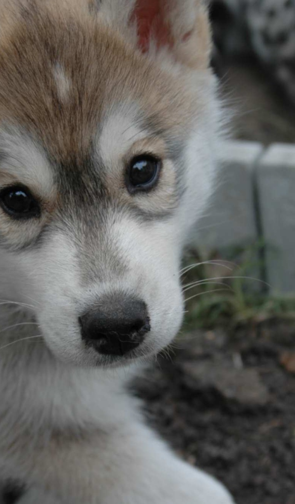 Маленький аляскинский маламут смотрит на фотографа