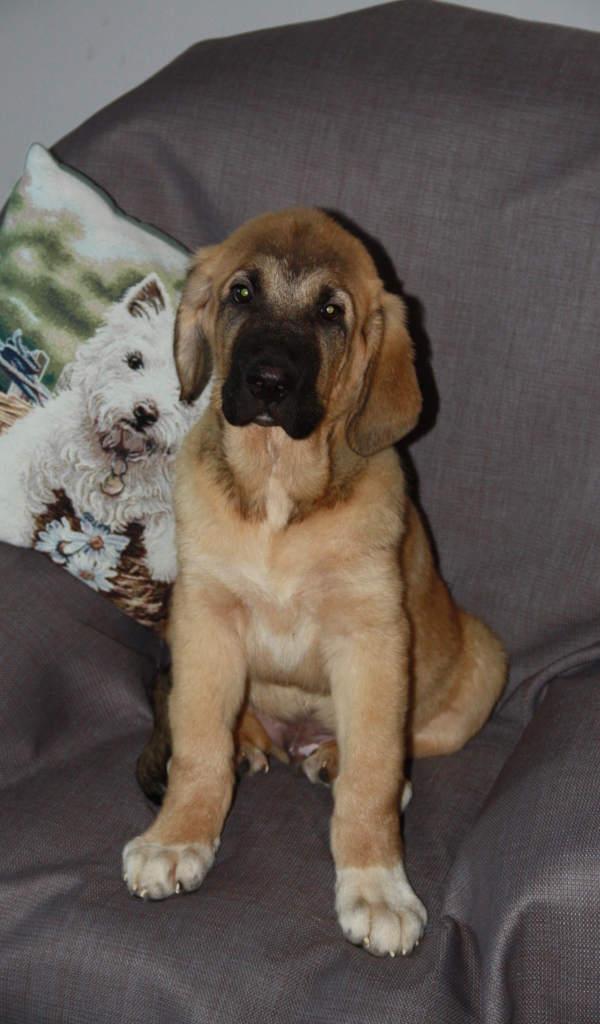 Испанский мастиф сидим на стуле