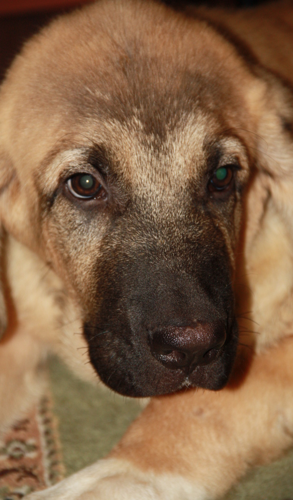 Испанский мастиф крупным планом 