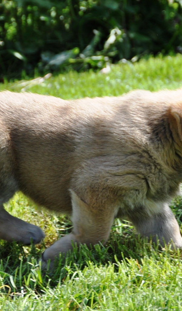 Испанский мастиф на прогулке