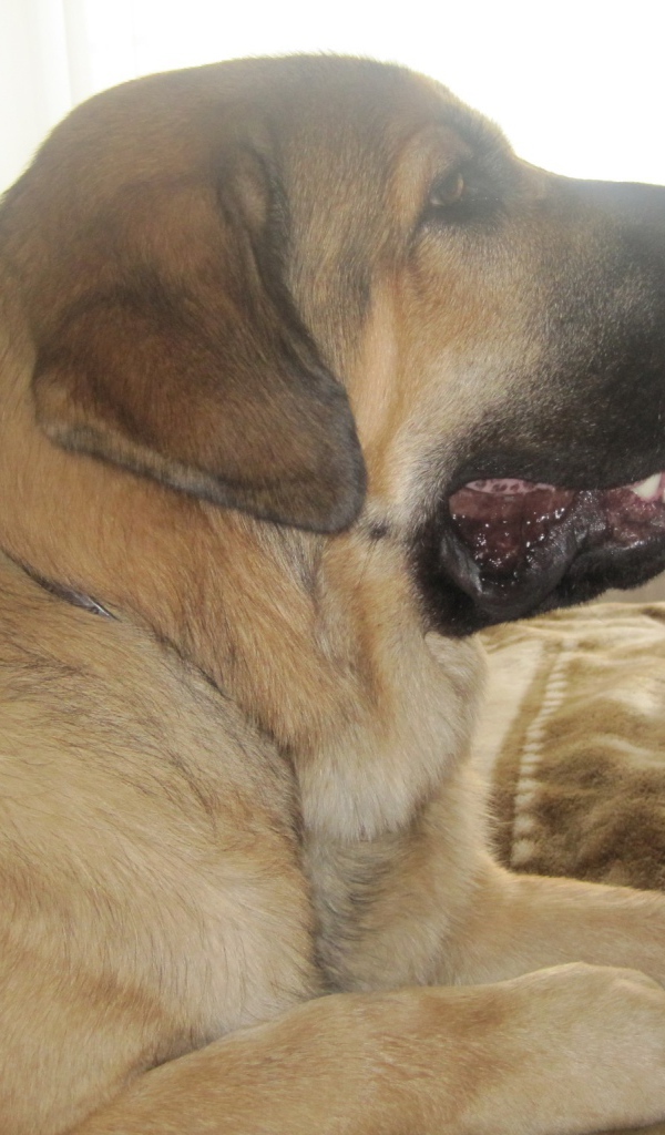 Испанский мастиф на диване