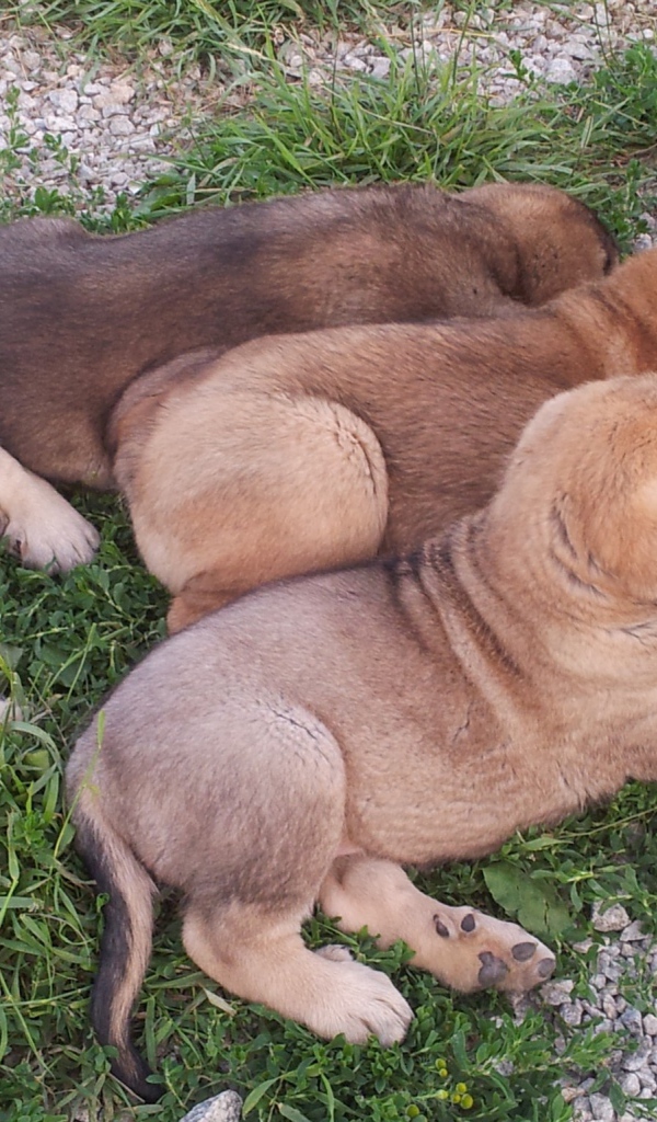 Щенки испанского мастифа на траве