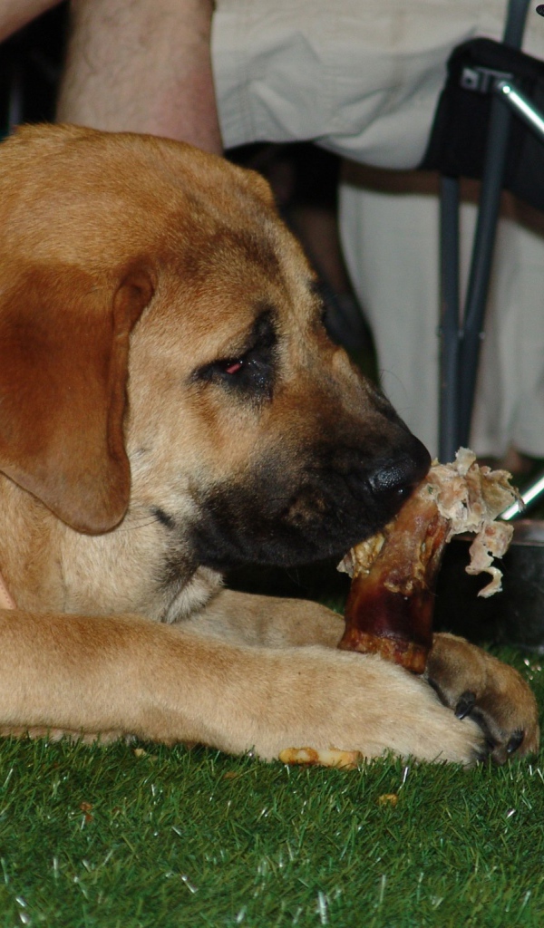 Испанский мастиф под столом