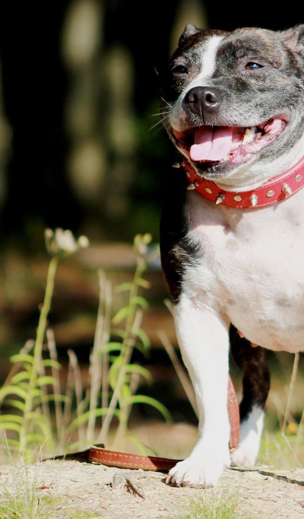 Стаффордширский бультерьер терьер в красном ошейнике