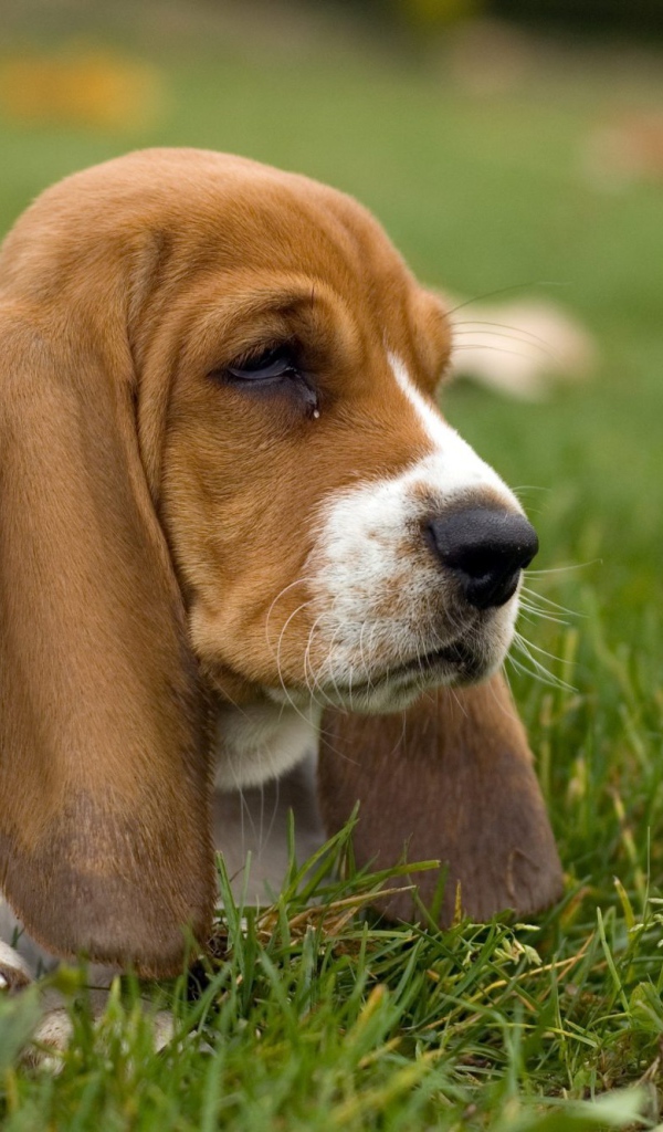 Угрюмый бассет-хаунд в траве