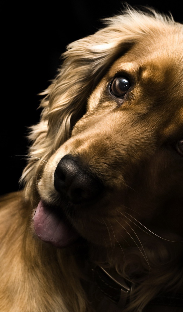 Удивлённый английский кокер-спаниель