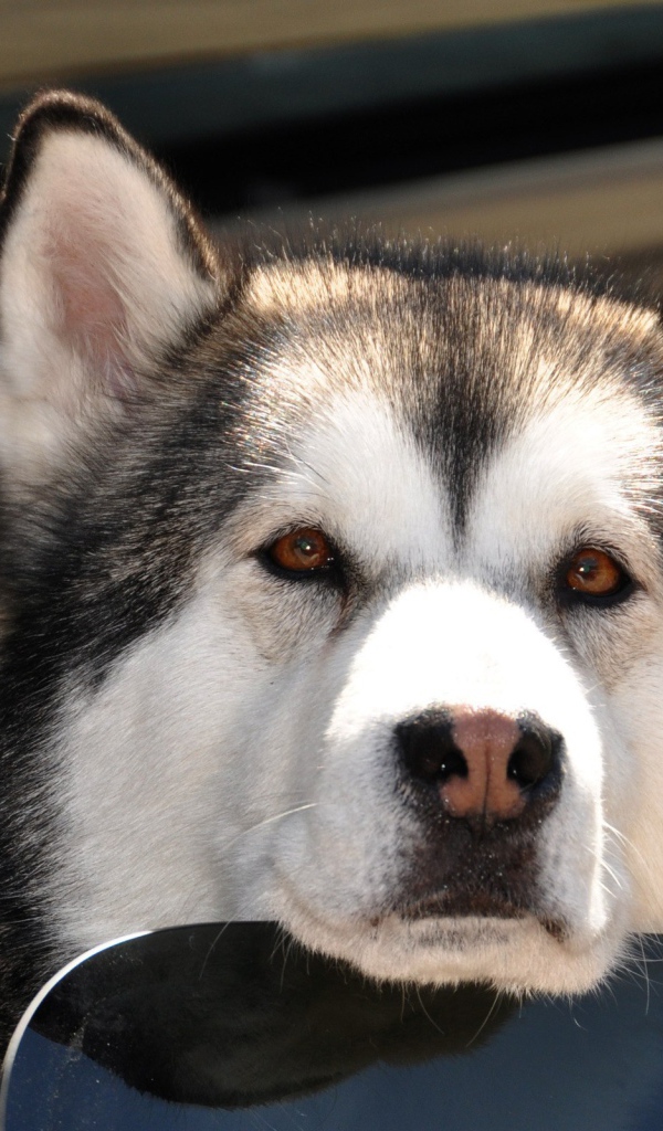 Аляскинский маламут выглядывает из окна