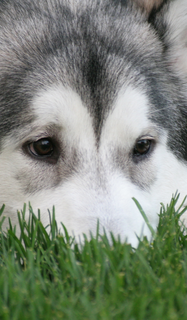The Alaskan Malamute is sad lying on the grass