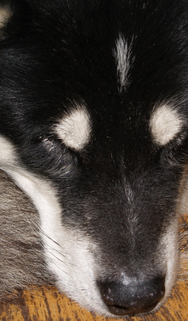 Аляскинский маламут спит