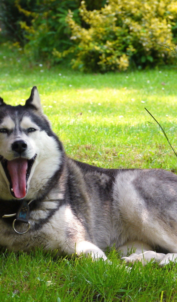 Аляскинский маламут устал