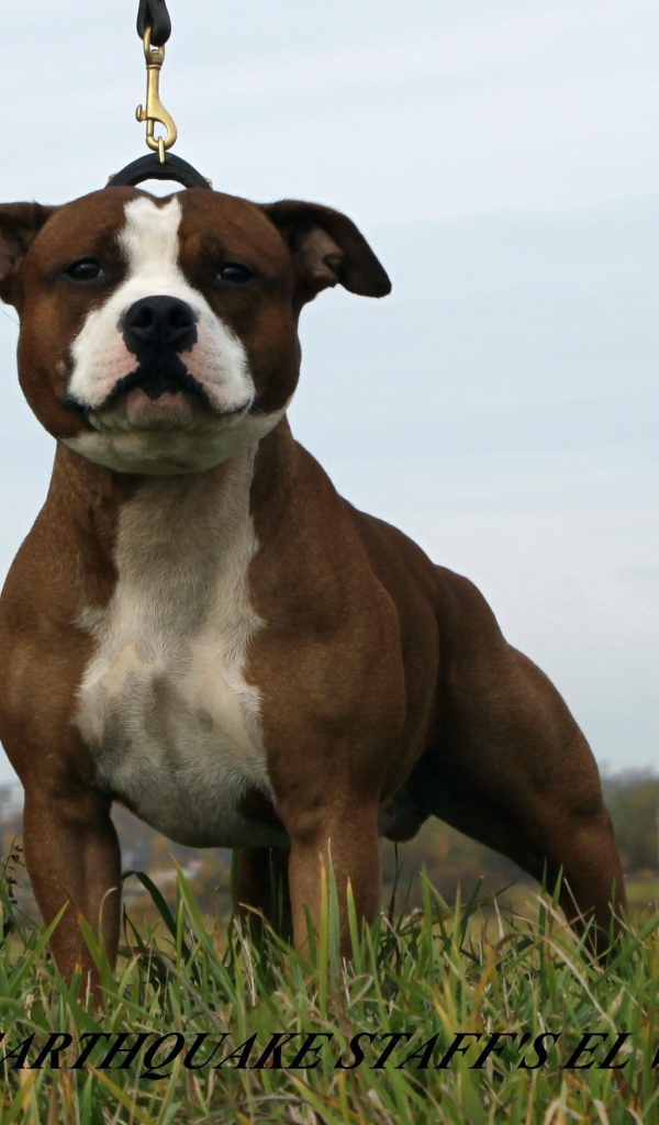 Удивительный Стаффордширский бультерьер