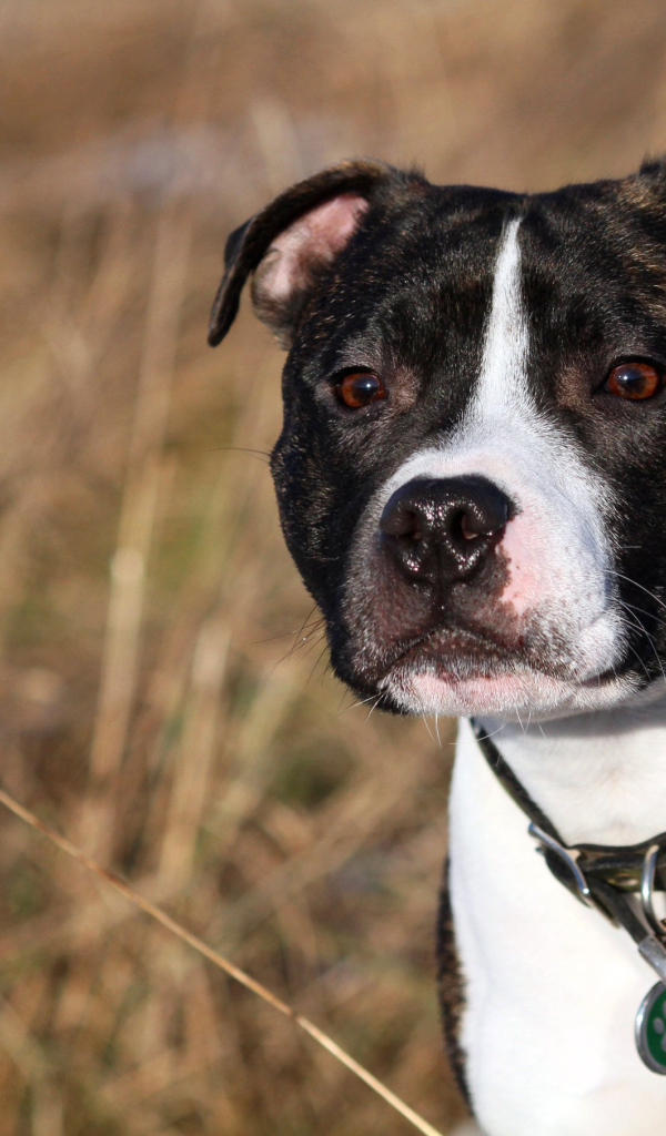 Красивый Стаффордширский бультерьер