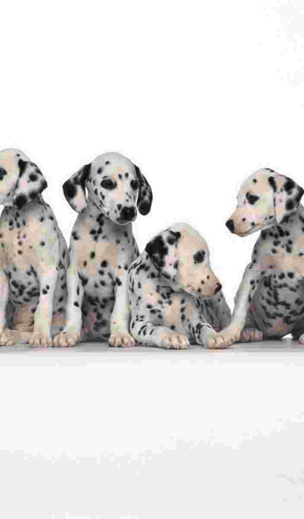 Щенки далматина