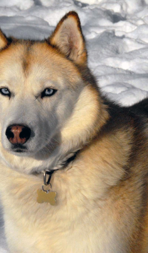 Золотой Сибирский хаски