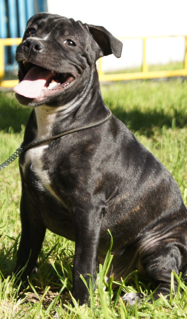 Счастливый Стаффордширский бультерьер