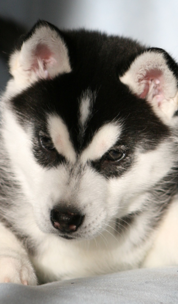 Щенок Сибирский хаски