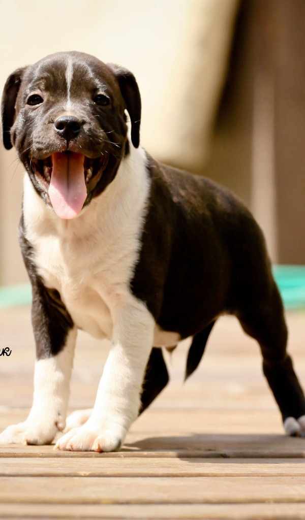 The Puppy Staffordshire Bull Terrier