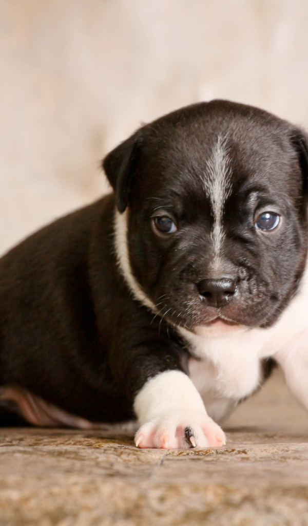 Щенок Стаффордширский бультерьер на фотосессии