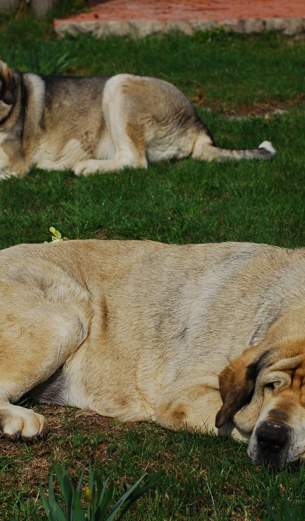 Испанский мастиф спит на траве