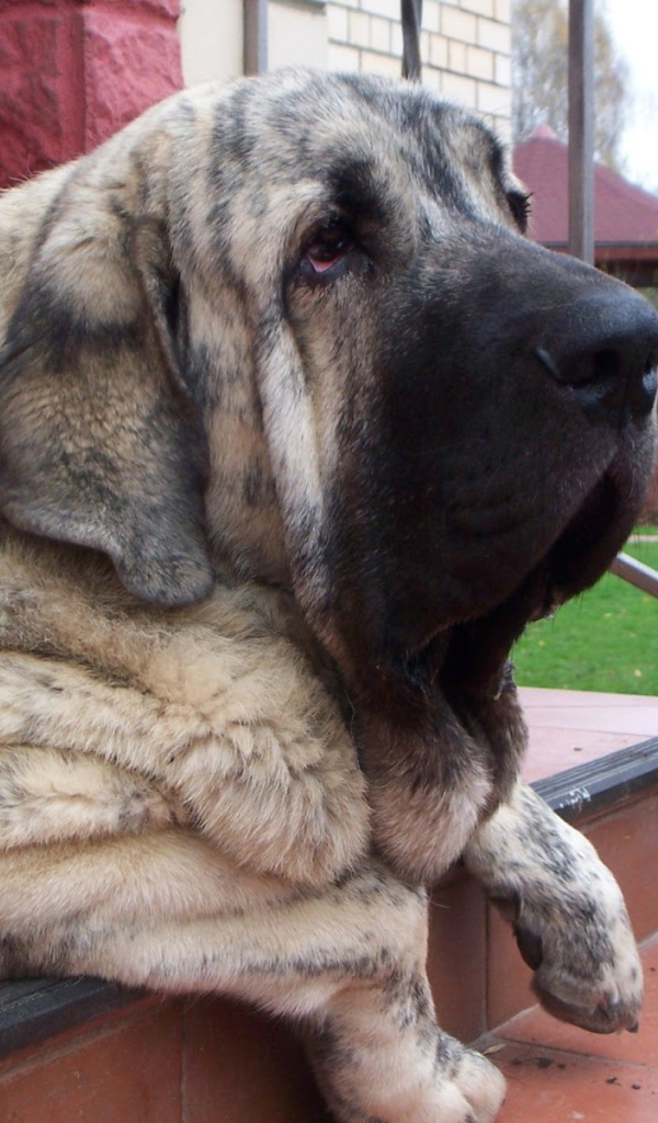 Испанский мастиф лежащий на лестнице