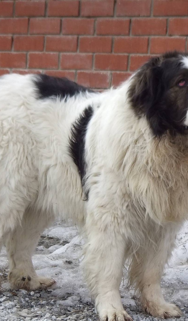 Испанский мастиф у кирпичной стены