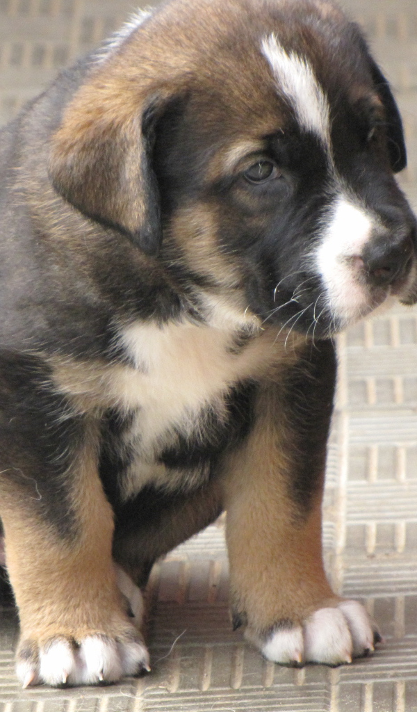 Испанский мастиф сидит на полу