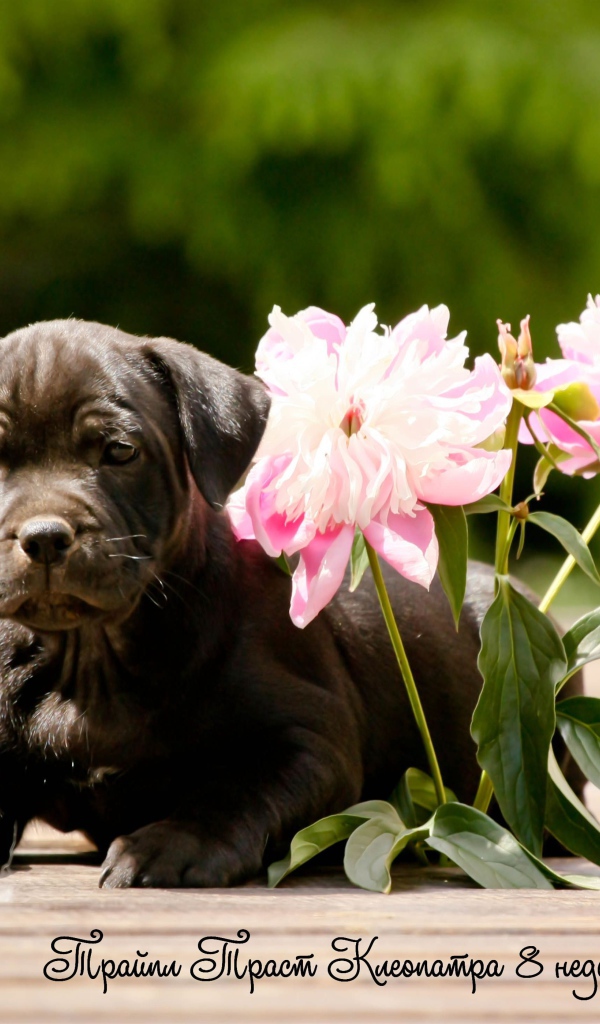 Стаффордширский бультерьер с цветами