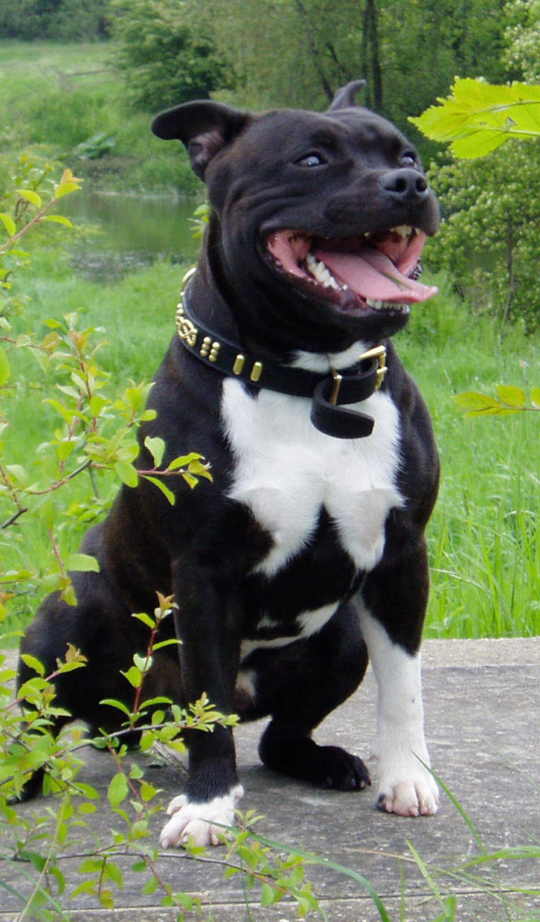 Стаффордширский бультерьер в кустах