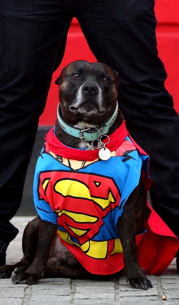 Супермен Стаффордширский бультерьер
