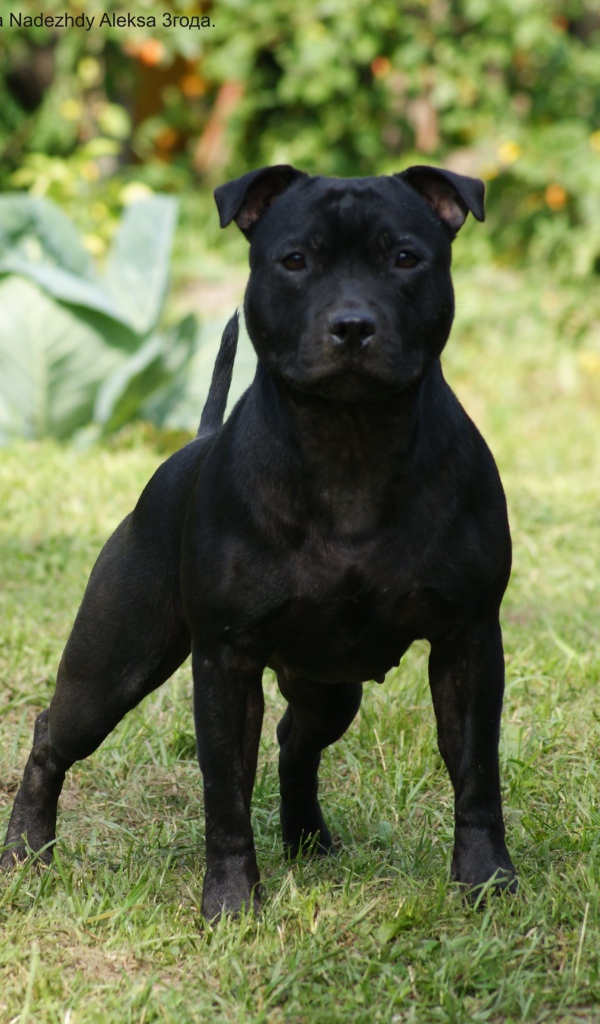 Агрессивный Стаффордширский бультерьер