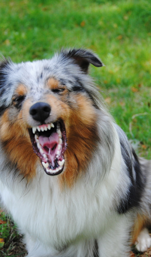 The angry dog breed sheltie