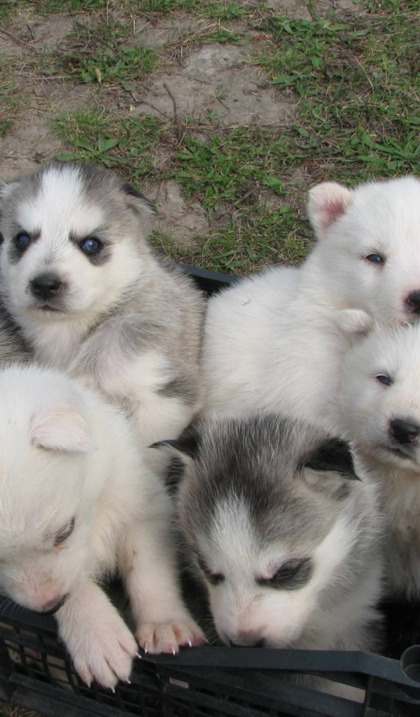 Корзина полная сибирских хаски