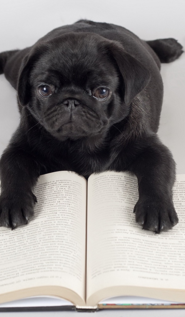 Собака учится читать