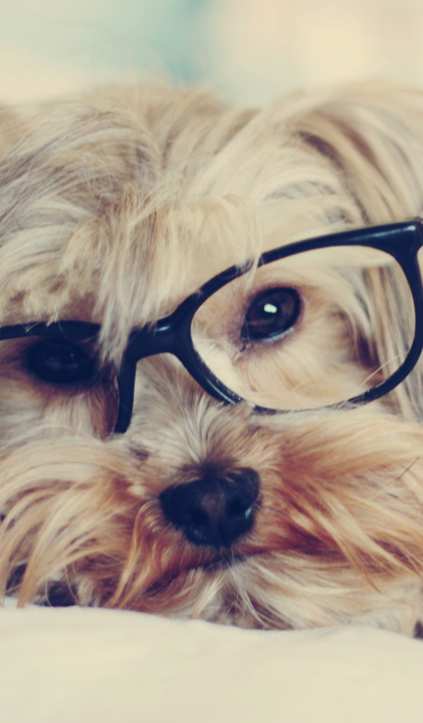 Собака смотрит через очки