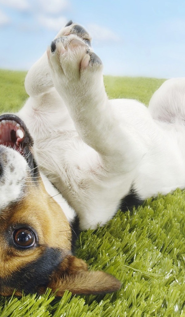 Собака валяется на траве