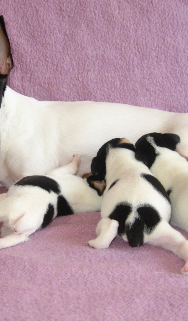 семья Фокстерьер