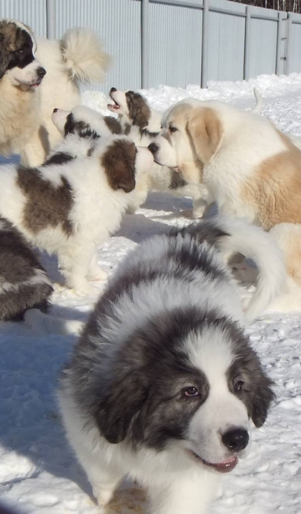 Семейство испанского мастифа