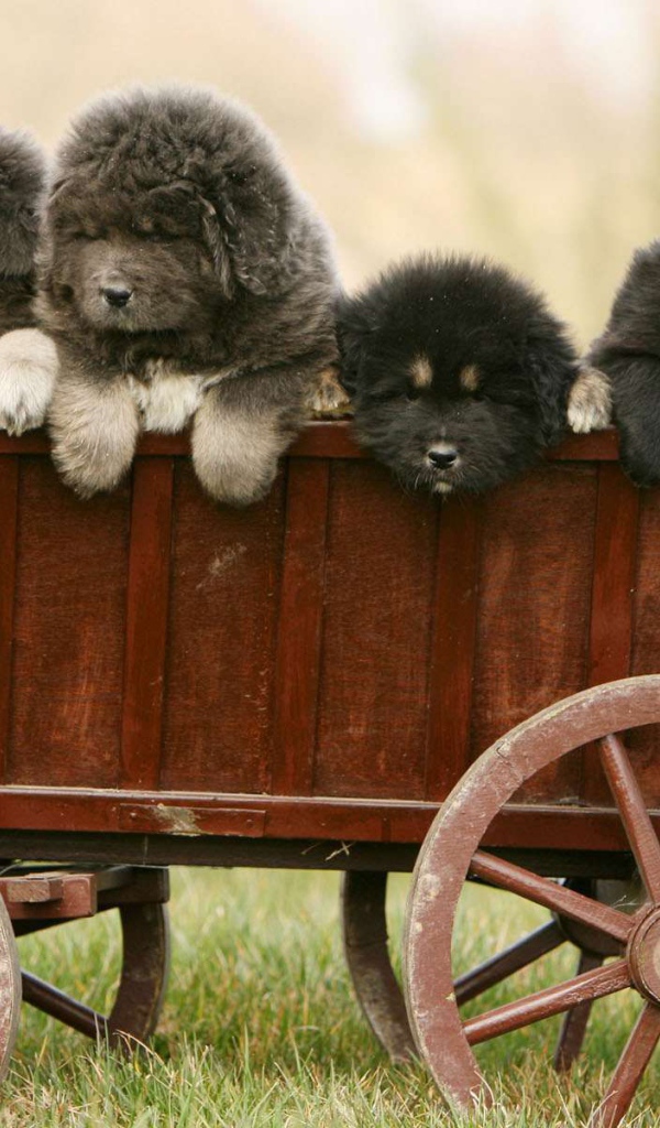 Полный вагон щенков тибетского мастифа