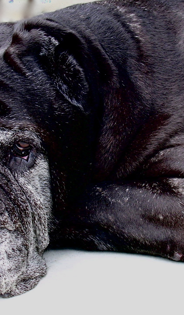 Старый черный Испанский мастиф