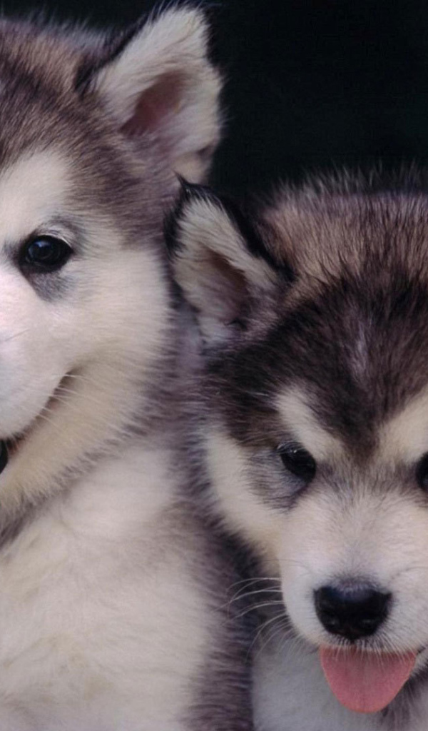 The puppies Siberian Husky